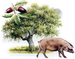 Czemu Jamón de Bellota nie jest zwykłą szynką?